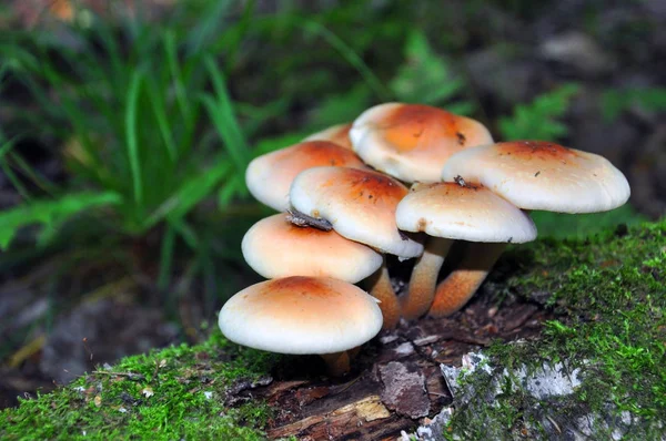 Vanliga honung Agaric. En grupp svamp som växer på stubbar och staplade träd i skogen — Stockfoto