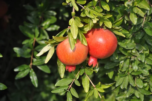 Fruta de granada madura y jugosa en una rama . —  Fotos de Stock