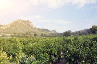 Dağ ve mandalina vadisinde güzel manzara