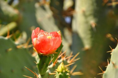 Çiçekli kaktüsler. Kaktüslerin yeşil yapraklarının arka planında kırmızı çiçek