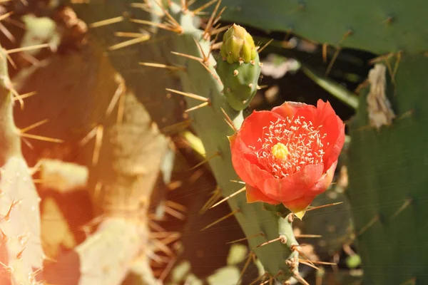 Blommande kaktusar. Röd blomma på en bakgrund av gröna blad av kaktusar — Stockfoto