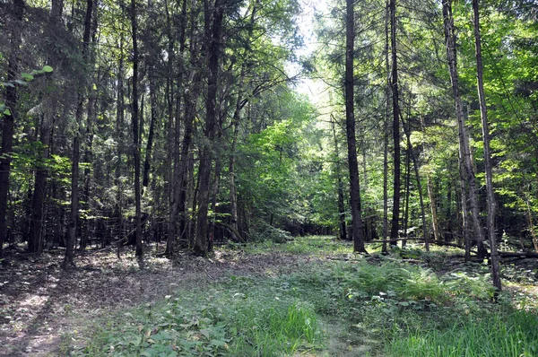 Very beautiful landscape of coniferous summer forest. — Stock Photo, Image