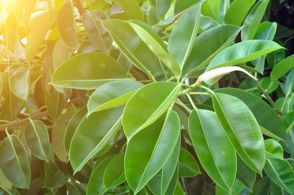 La hoja verde lisa grande del higo de goma ficus benjamina —  Fotos de Stock