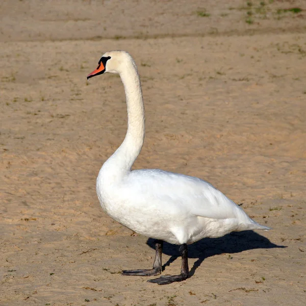 Cisne mudo fica no fundo da areia do rio . — Fotografia de Stock