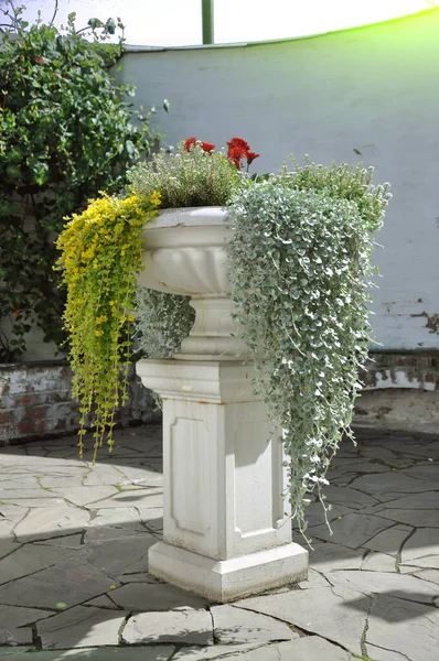 A pot of stone with planted flowers on the background of a white plastered wall. Flowers and plants to decorate the park and garden. — Stock Photo, Image