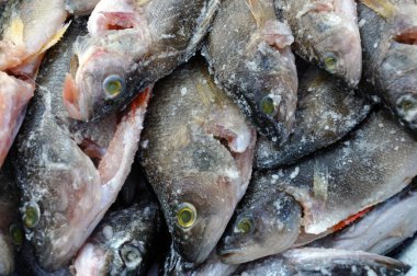 Avrupa Balığı. Yırtıcı nehir çizgili levrek keskin bir tarakla.