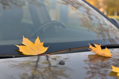 Sarı akçaağaç yaprakları arabanın kaputunda..