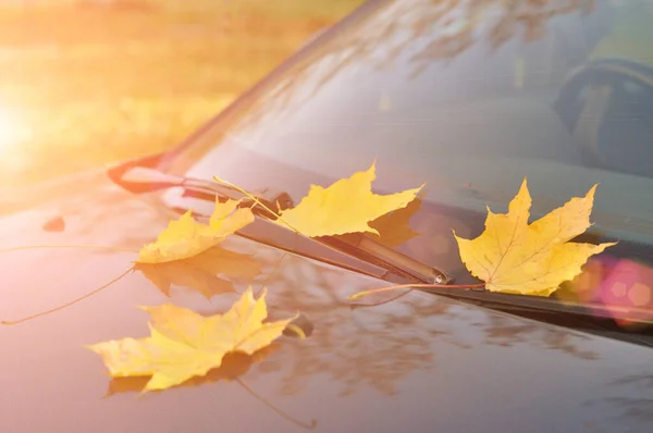 Folhas de bordo amarelas no capô de um carro . — Fotografia de Stock
