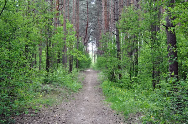 Een Pad Een Prachtig Dennenbos Midden Europa Natuur — Stockfoto