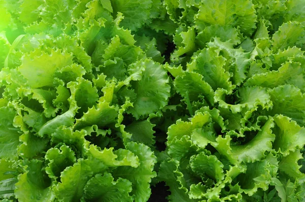 Background from leaves of green lettuce on. Plantation of lettuce leaves. — Stock Photo, Image