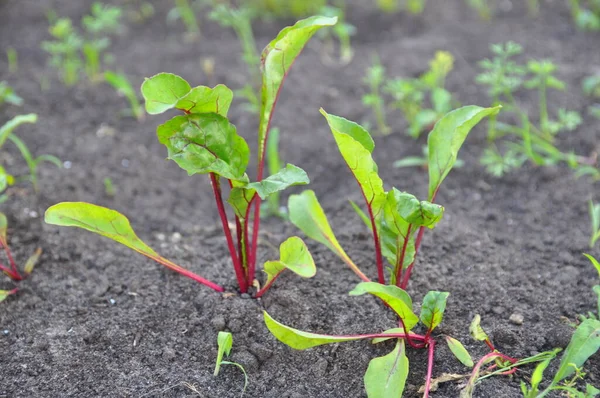 Leaf of beet root. Fresh green leaves of beetroot or beet root seedling. Row of green young beet leaves growth in organic farm.