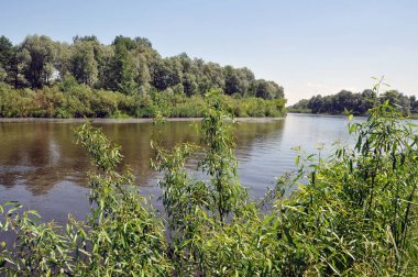 Sakin bir yaz gününde nehre bakan manzara. Pripyat Nehri - Belarus Polesye İncisi