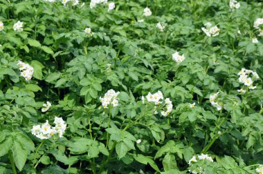 Çiçekli patates. Patates çiçekleri güneş ışığında çiçek açar. Çiftlik tarlasında çiçek açan beyaz patates. Bahçede çiçek açan organik sebze çiçeklerini kapatın..