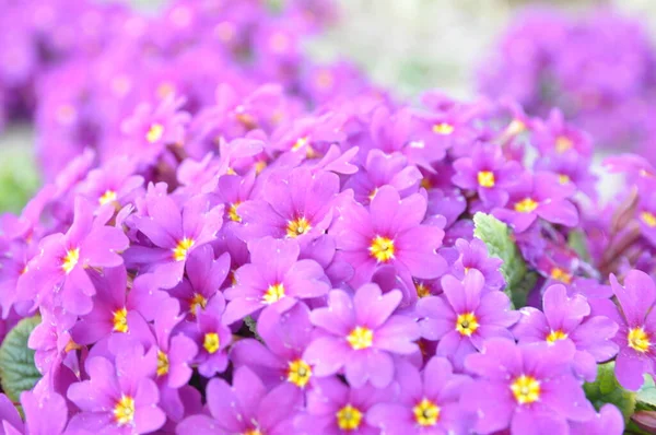 Primrose vanlig Primula vulgaris, eller primula i vårträdgården. Vackra lila primula blommor blomma trädgård. — Stockfoto