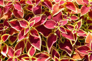 Kola bitkisinin parlak kırmızı ve sarı yaprakları, plectranthus scutellarioides. Dekoratif kırmızı kadife kolaj çim bitkileri.