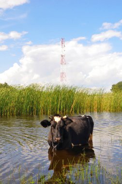 Sıcak yaz havasında siyah bir inek suyun içinde duruyor. Tembel manzara