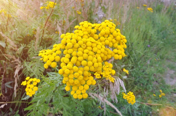 Tanacetum Vulgare Fiori Gialli Tanaceto Comune Piante Medicinali — Foto Stock