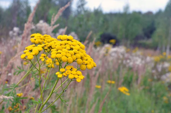 Tanacetum Vulgare Fiori Gialli Tanaceto Comune Piante Medicinali — Foto Stock