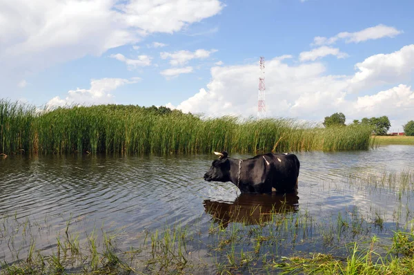 Sıcak yaz havasında siyah bir inek suyun içinde duruyor. Tembel manzara