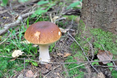 Ormanda beyaz mantar. Mantar sezonu. Koleksiyon