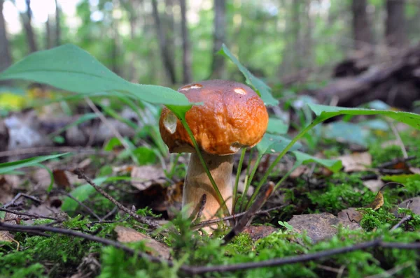 Young White Mushroom Forest Mushroom Season Collection — Stock Photo, Image