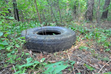 Ormanda bırakılmış eski bir araba lastiği. Doğal çevreyle kirletilmiş. Yaz mevsimi.