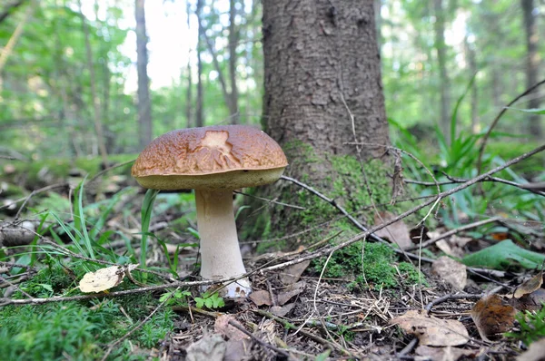 Vit Svamp Skogen Svampsäsongen Insamling — Stockfoto