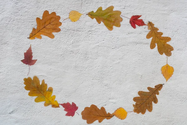 oval frame from colorful autumn leaves on grey concrete backgroung with copy space