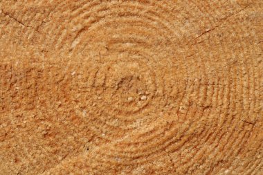Çam ağacının kütüğü düştü - merkezinde yıllık halkaları ile gövde bölümü. Dilim ahşap.