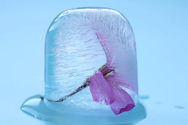 Fresh flower frozen of pelargonium in melted ice cubes isolated on blue background. Fresh for summer drinks