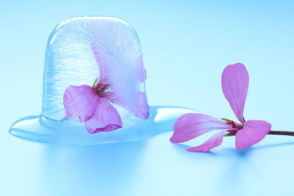 Fresh flower frozen in melted ice cubes and fresh flower of pelargonium isolated on blue background. Fresh for summer drinks