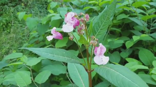 Impatiens Glandulifera Różowe Kwiaty Łące — Wideo stockowe