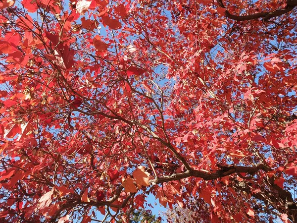 Maple Tree with red maple leafs and branches with a blue sky background. Autumn background