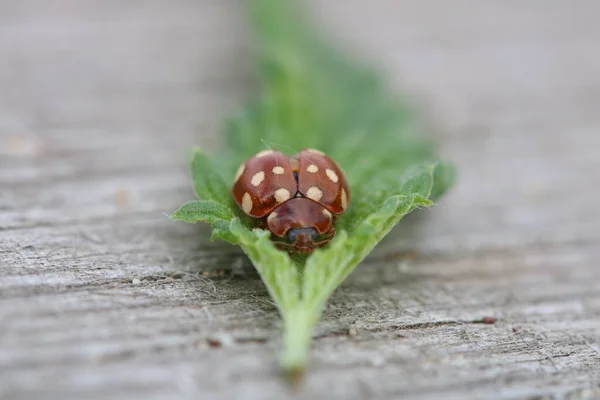 Cream Spotted Lady Beetle Calvia Quatuordecimguttata Nettle Leaf Ready Fly — Stock Photo, Image