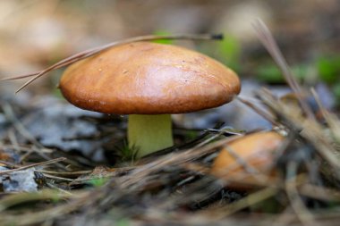 Küçük bir mantar (lat. Yağlı şapkalı Suillus granulatus ormandaki güneşli bir açıklıkta çam iğnelerinin ortasında yetişir. Bu mantar yenilebilir ve güzel..