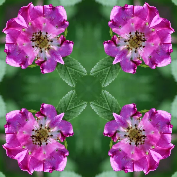 Sfondo Astratto Modello Floreale Caleidoscopio Mandala Frattale Sfondo Verde Rosa — Foto Stock