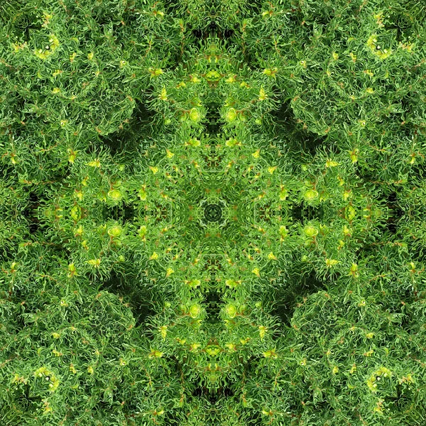 Mandala Verde Los Árboles Del Bosque Mandala Hecha Objetos Naturales — Foto de Stock