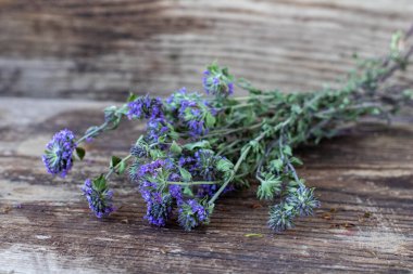 Banch of Kurutulmuş Ziziphora Klinopodioides. Altay Dağ Bitkilerinde Nane veya kekik gibi kokan bitki çayı, süsleme ya da ahşap arka planda izole edilmiş geleneksel ilaç