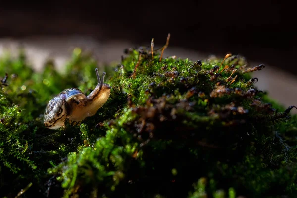 Small Lovely Beautiful Curious Fruticicola Fruticum Known Bush Snail Species — Stock Photo, Image