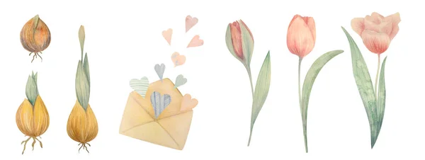 Aquarell handgezeichnetes Frühlingsset mit Tulpen. Blumen pflanzen. — Stockfoto