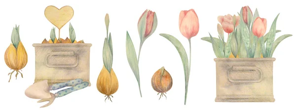 Aquarell handgezeichnetes Frühlingsset mit Tulpen. Blumen pflanzen. — Stockfoto