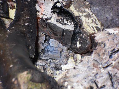 magnal ve kömürlerde şenlik ateşi. ormanda