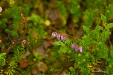 Yayla fjeld gelen Çiçekli crowberry Empetrum nigrum, Kuzey İskandinavya tunturi