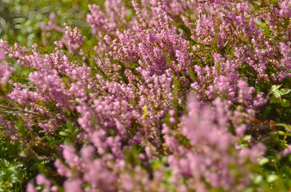 보라색 스카치 헤더 칼루나 vulgaris, 에리카, 링 부시의 무리는 또한 황무지에 링 식물이라고합니다. 헤더 꽃 핑크 칼루나 저속, 부드러운 녹색 필드, 선택적 초점 사진. — 스톡 사진