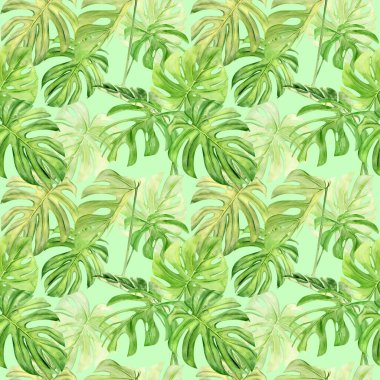 Suluboya çizimi tropikal yaprak canavarının kusursuz deseni. Arka plan dokusu, ambalaj kağıdı, tekstil ya da duvar kağıdı tasarımı kadar mükemmel. El çizimi