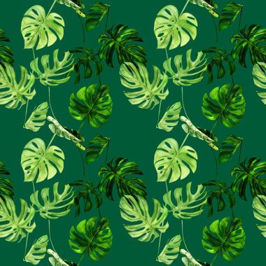 Suluboya çizimi tropikal yaprak canavarının kusursuz deseni. Arka plan dokusu, ambalaj kağıdı, tekstil ya da duvar kağıdı tasarımı kadar mükemmel. El çizimi