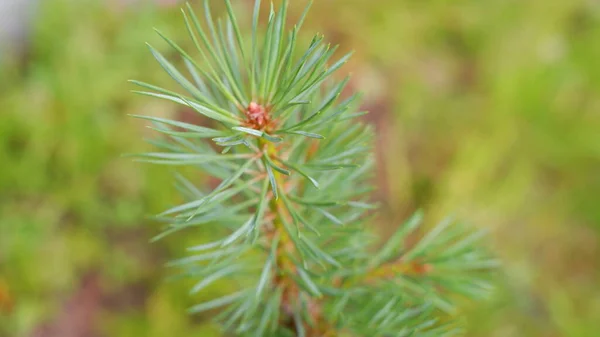 Blurred image out of focus conifer tree background — Stock Photo, Image