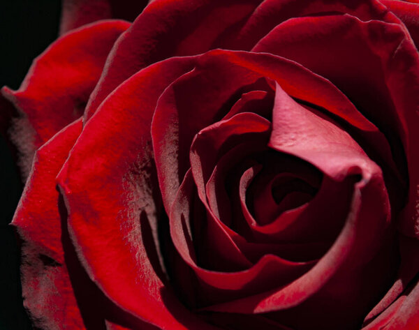 Red rose bud velvet full frame