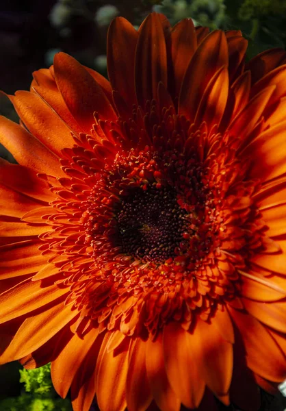 Flor Gerbera Laranja Belos Tons — Fotografia de Stock