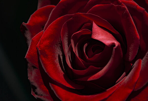 Red rose bud velvet full frame
